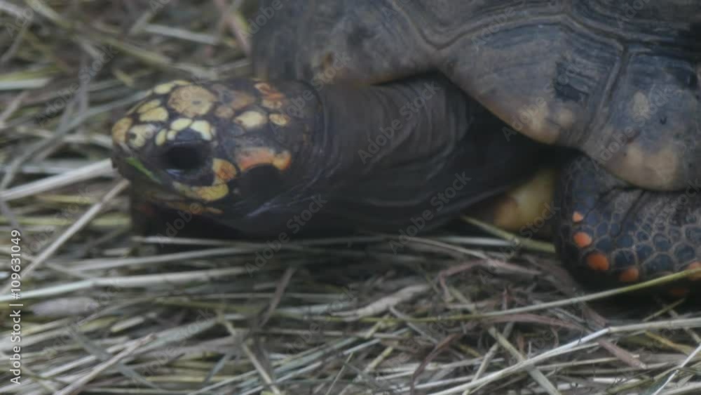Sulcata tortoise opening mouth Sulcata tortoise opening mouth