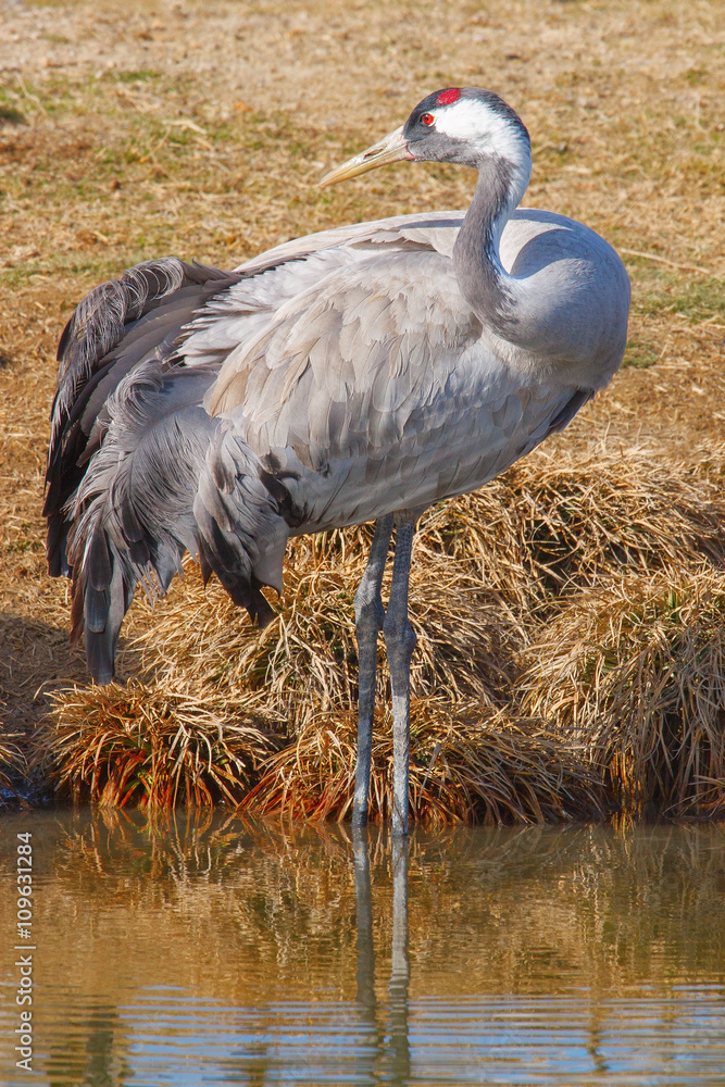 Fototapeta premium portrait of a crane