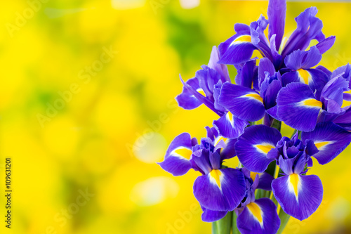 Fototapeta Naklejka Na Ścianę i Meble -  Purple iris flower on the yellow background.