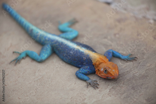 Orange Headed Agama Lizard photo