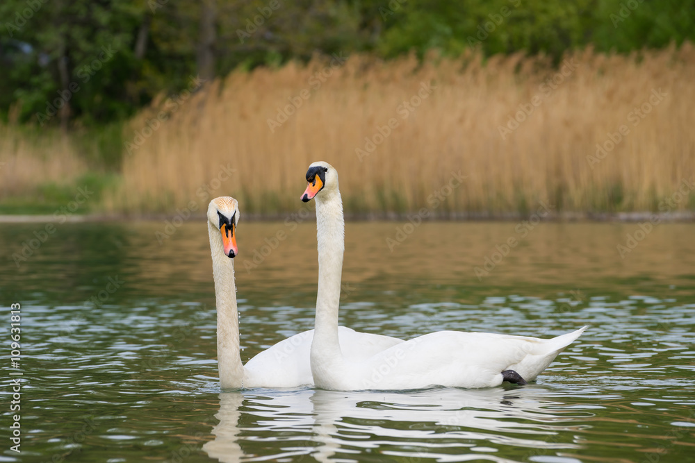 Fototapeta premium Swans on water