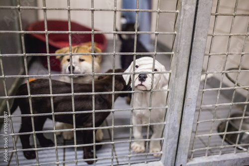 Fototapeta Naklejka Na Ścianę i Meble -  Dog puppies in animal shelter