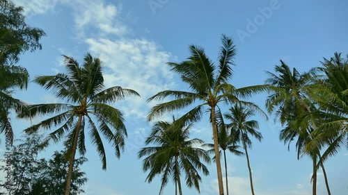 Wallpaper Mural Coconut palm tree on sky Torontodigital.ca