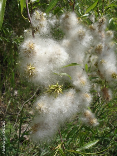 Obraz na plátně Female catkin of willow wadding