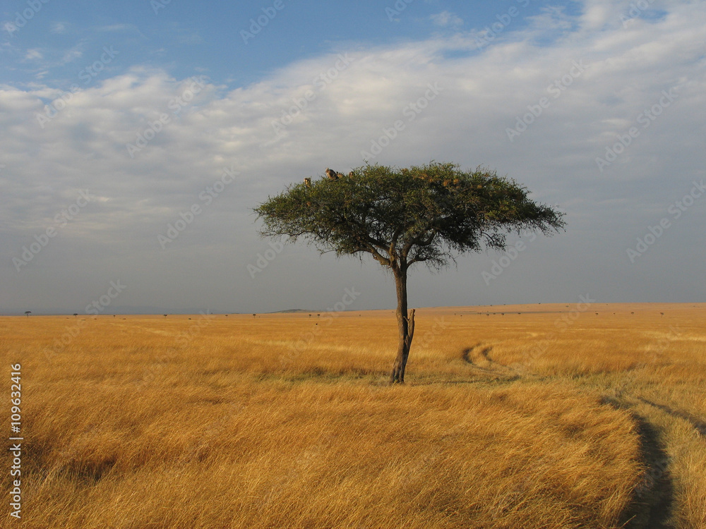 Masai Mara Scenic Landscape Masai Mara Scenic Landscape