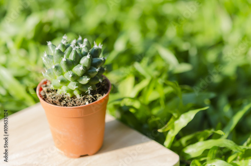 Cactus in pot on wooden background and green grass