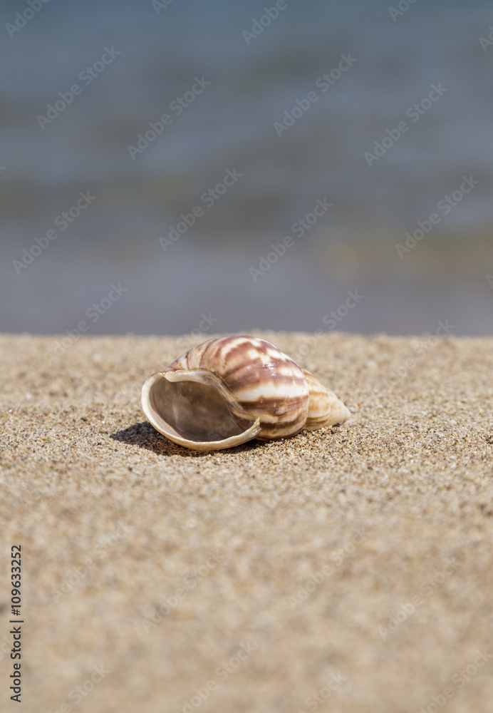 summer template with a seashell on sandy beach summer template with a seashell on sandy beach