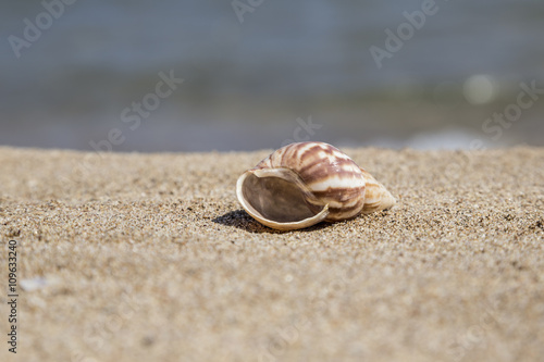 summer template with a seashell on sandy beach © berna_namoglu