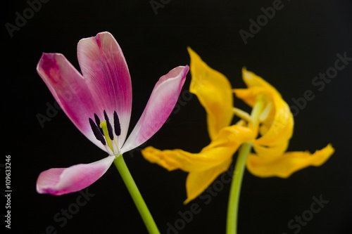 Pink And Yellow Tulips Black Background