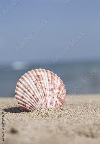 summer template with seashell on sand