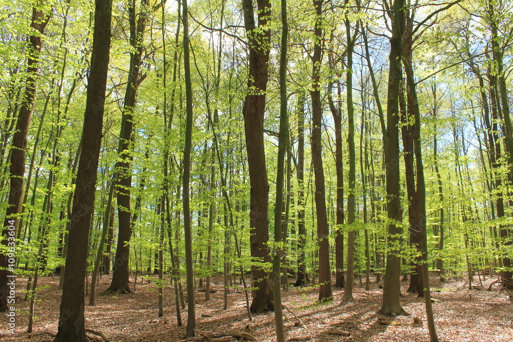 Naklejka premium lange Baumstämme im lichten Buchenwald