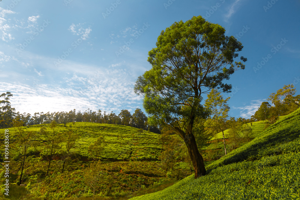 Fototapeta premium Tree on the field