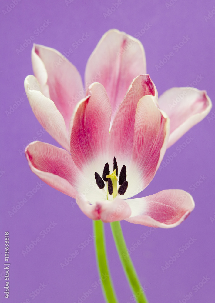 Pink Tulips Purple Background