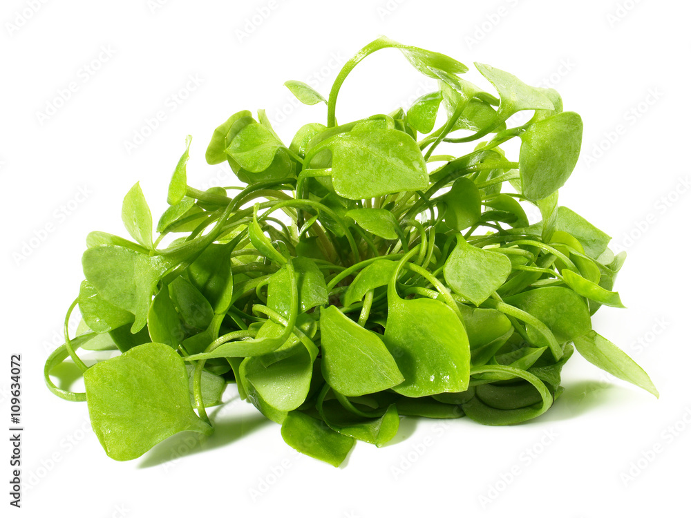 Postelein Salat Postelein Salat