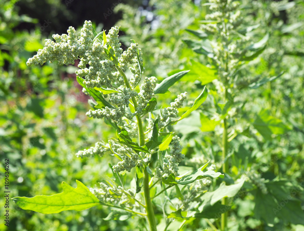 Quinoa - Feld Quinoa - Feld