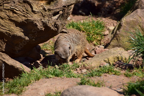 Erdmännchen photo