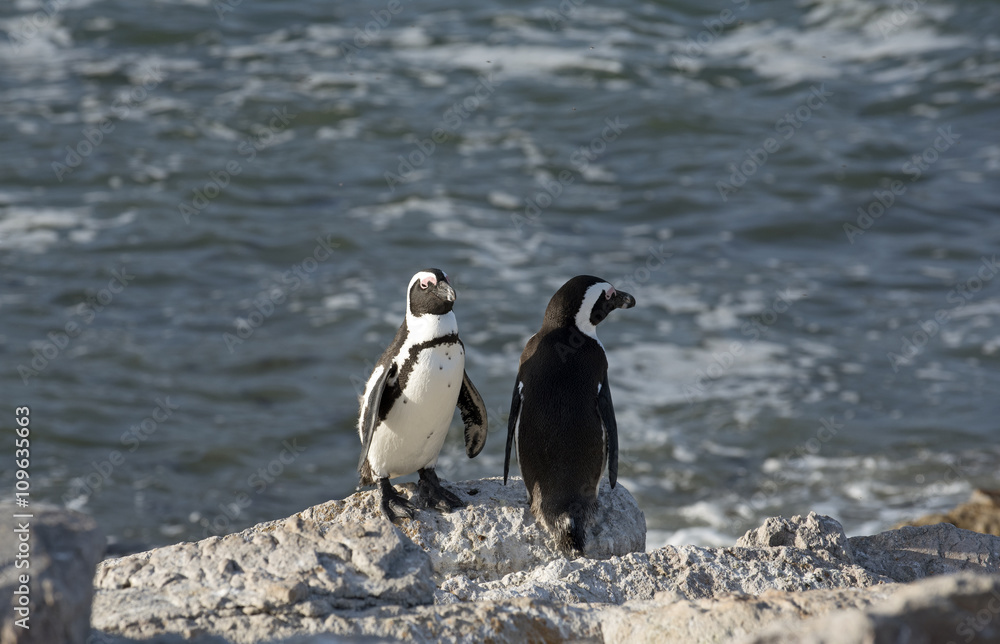 Naklejka premium African penguins at Betty's Bay in the Western Cape South Africa