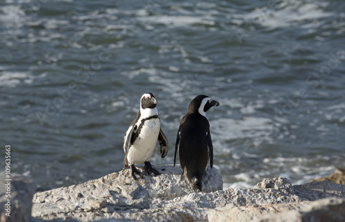 African penguins at Betty's Bay in the Western Cape South Africa