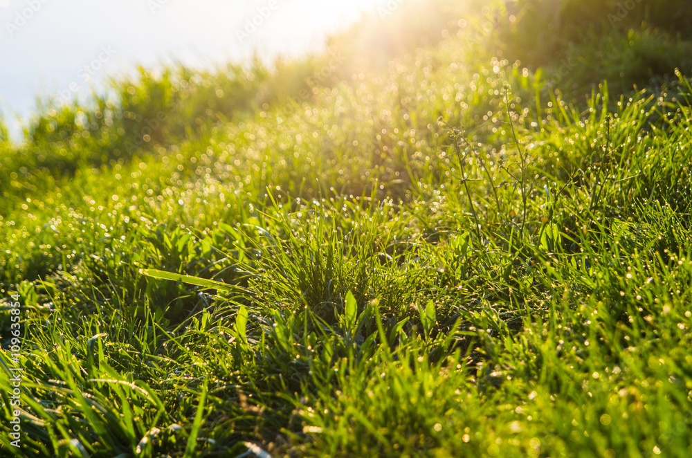 Morning rays on grass