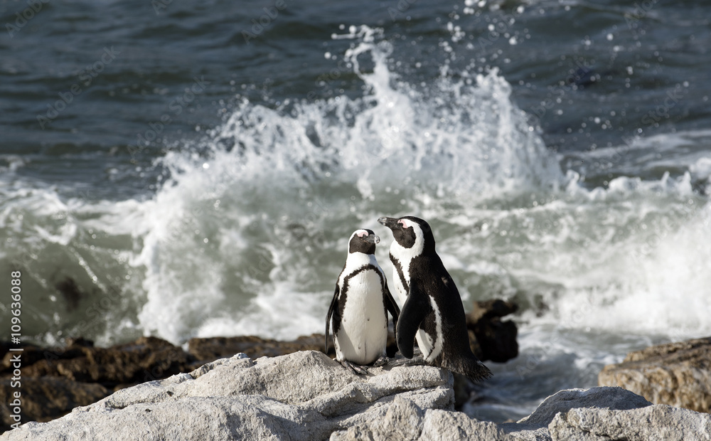 Obraz premium African penguins at Betty's Bay in the Western Cape South Africa
