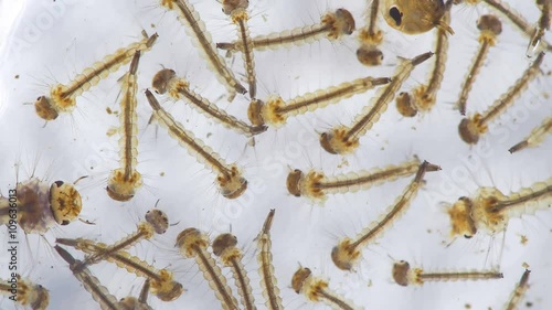 Mosquito Larvae Aedes aegypti Seen With 15x Magnification. Transmits Zika Virus, West Nile, Chikungunya virus and Malaria photo