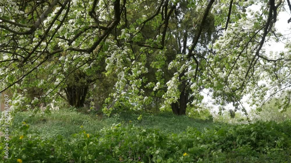 People Are Walking by Park Cherry Trees White Flowers Green Leaves Branches Are Swaying on the Wind at Park or Forest Green Grass Sunny Day Springtime