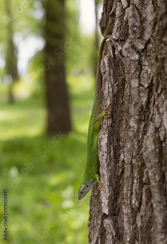  Green lizard in the wild.