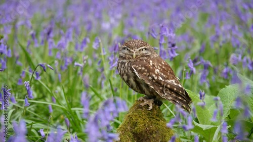 Little Owl ( Athene noctua ) in a Bluebell Wood
