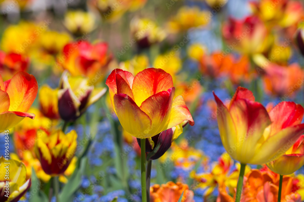 Rot-Gelbe Tulpen in der Frühlingssonne. Rot-Gelbe Tulpen in der Frühlingssonne.