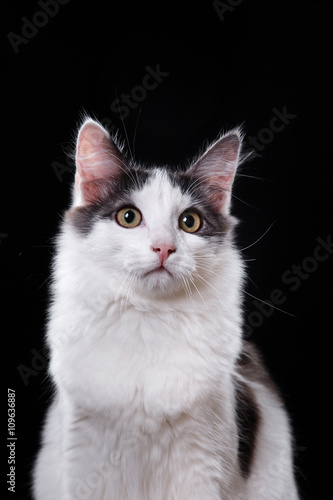 Young three-colored cat