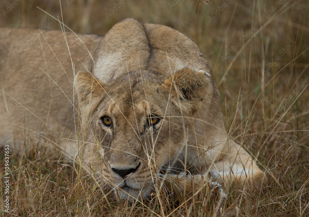 Naklejka premium Lioness on african savannah