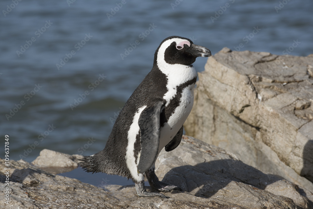 Obraz premium African penguins at Betty's Bay in the Western Cape South Africa