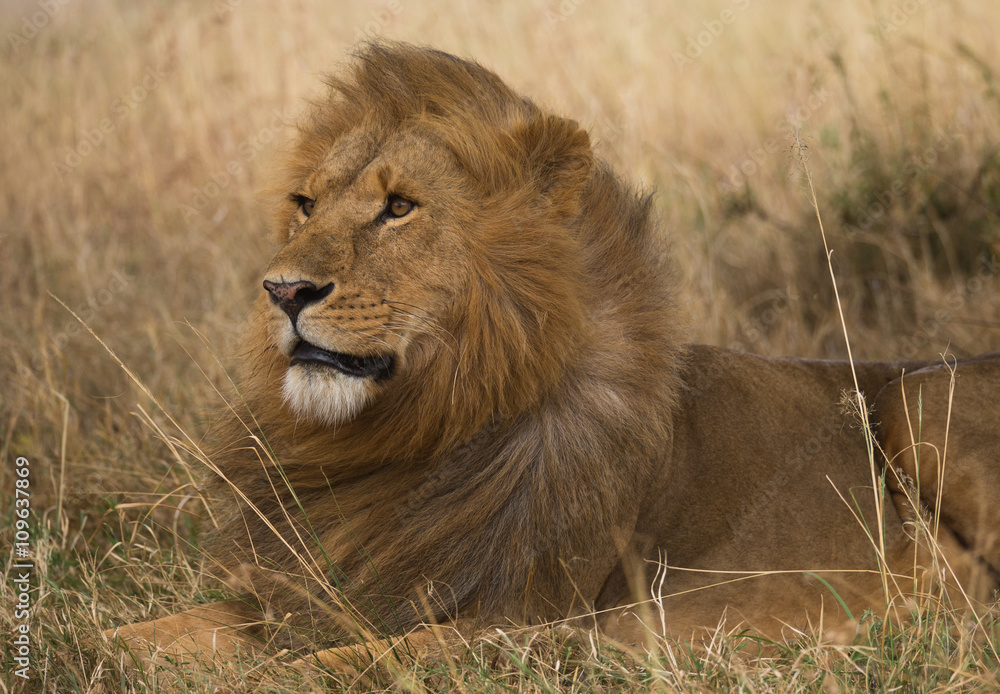 Lion on african savannah in Masai Mara