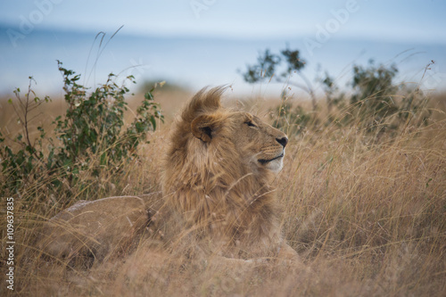 Photography Lions on african savannah
