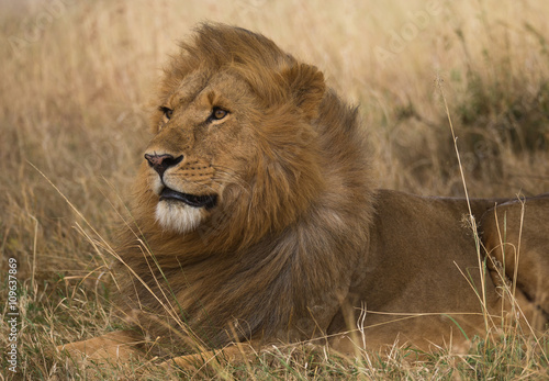 Lion on african savannah in Masai Mara