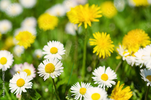 Dandelion yellow flowers and daisy growing on the meadow in spring time on the green grass, natural seasonal background