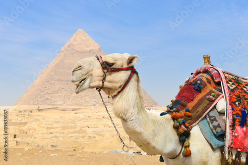 Camel in front of the Giza Pyramids - Cairo, Egypt