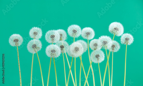 dandelion flower on light green color background, many closeup object