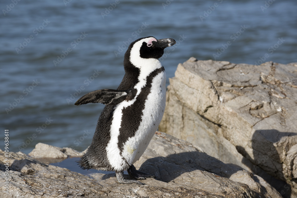 Naklejka premium African penguins at Betty's Bay in the Western Cape South Africa