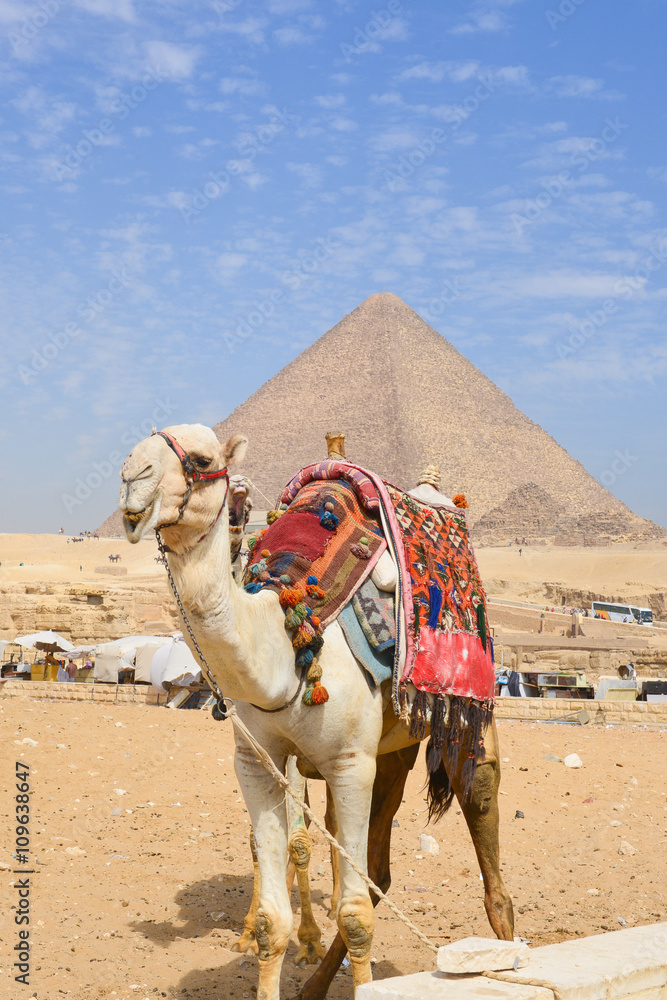 Fototapeta premium A camel in front of Giza Pyramids - Cairo, Egypt