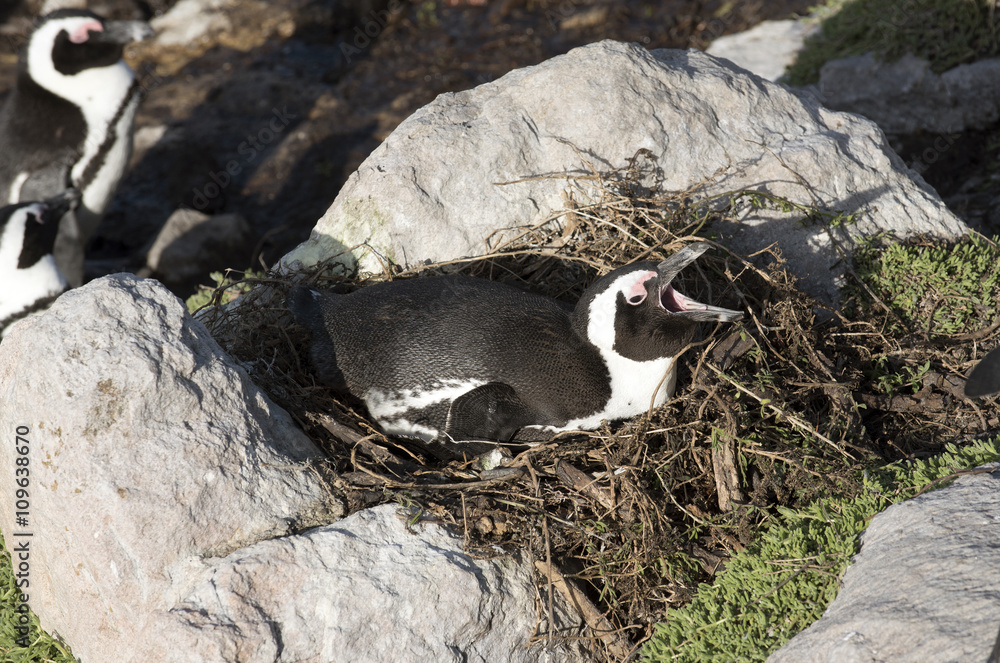 Naklejka premium African penguin with beak open sitting on a nest at Betty's Bay in the Western Cape South Africa