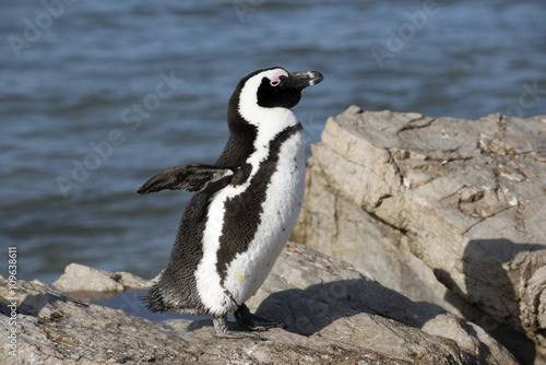 African penguins at Betty s Bay in the Western Cape South Africa