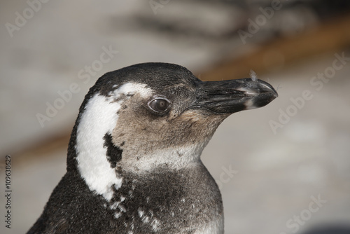 Young African penguin at Betty s Bay in the Western Cape South Africa