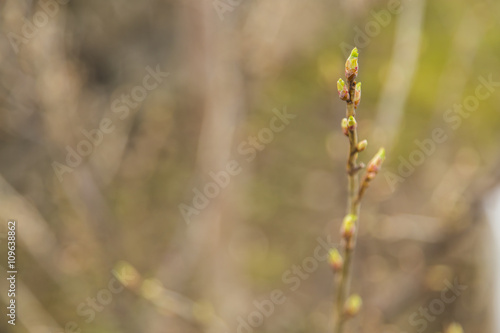 Bud of tree at early spring