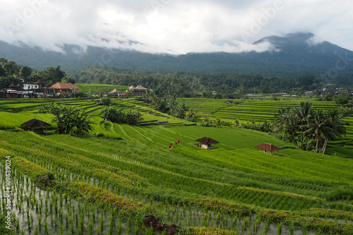 jatiluwih rice terraces