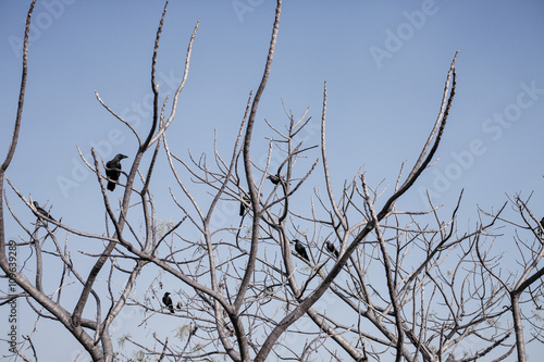 Black Crow on bare branches