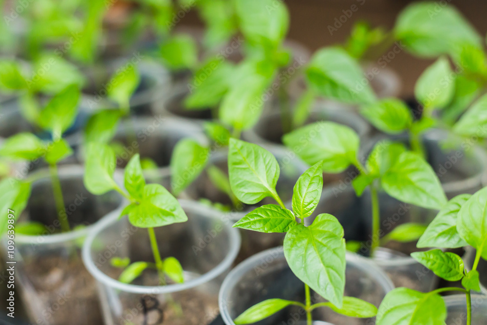 Pepper seedlings growing Pepper seedlings growing