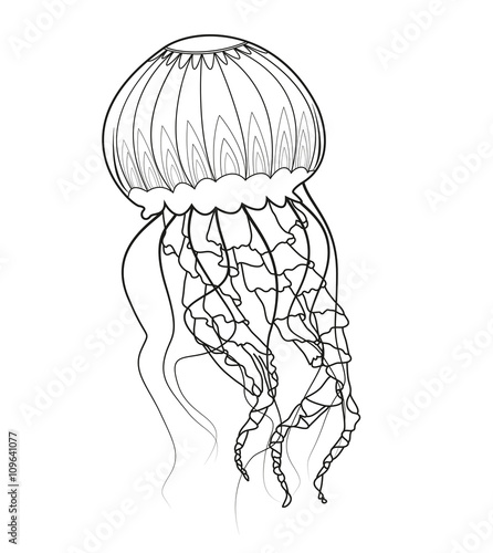 Black and white jellyfish vector, medusa in bianco e nero vettoriale