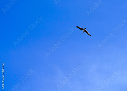 sea gull flying