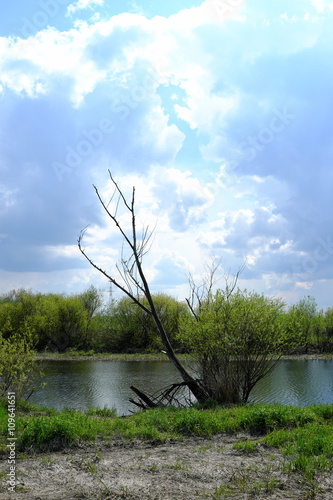 uschłe drzewo nad jeziorem photo